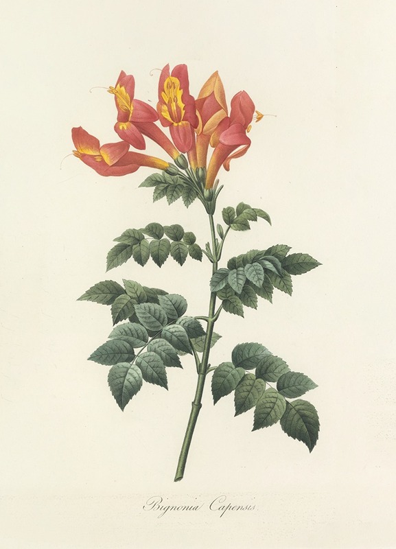 Choix des plus belles fleurs pl 013 by Pierre-Joseph Redouté, 1827 — digital art print download