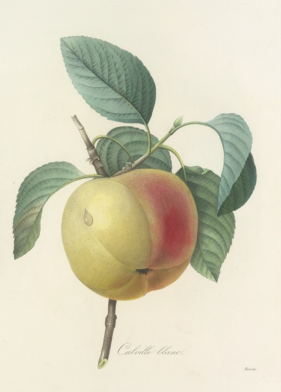 Choix des plus belles fleurs pl 014 by Pierre-Joseph Redouté, 1827 — digital art print download