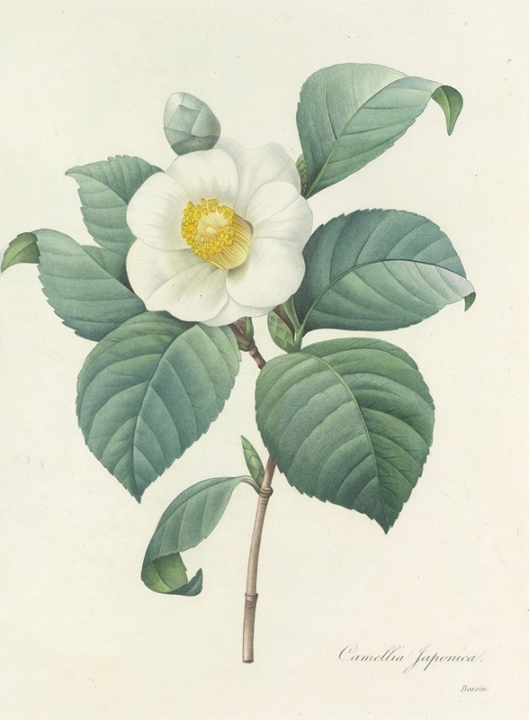 Choix des plus belles fleurs pl 016 by Pierre-Joseph Redouté, 1827 — digital art print download