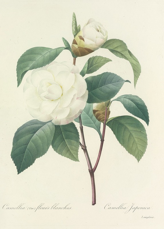 Choix des plus belles fleurs pl 017 by Pierre-Joseph Redouté, 1827 — digital art print download
