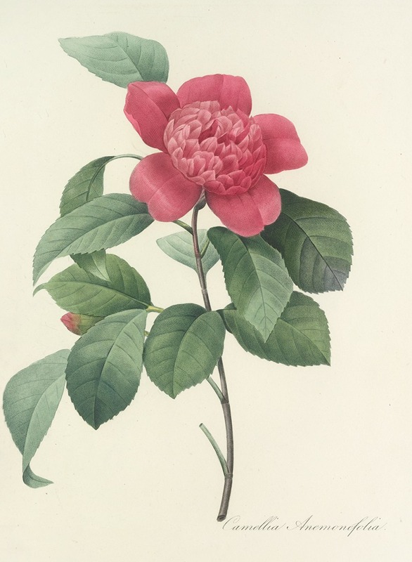Choix des plus belles fleurs pl 019 by Pierre-Joseph Redouté, 1827 — digital art print download