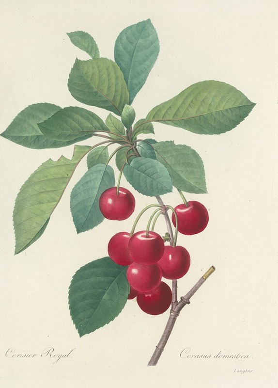Choix des plus belles fleurs pl 022 by Pierre-Joseph Redouté, 1827 — digital art print download