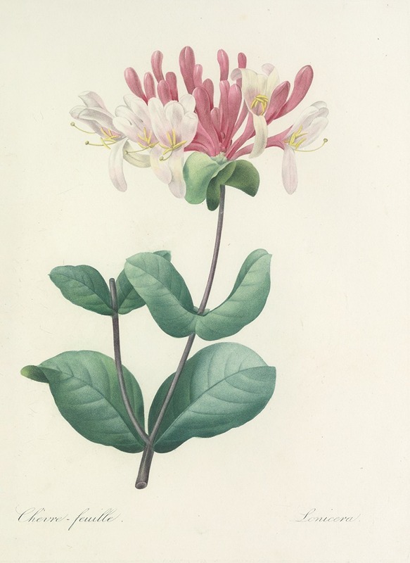 Choix des plus belles fleurs pl 023 by Pierre-Joseph Redouté, 1827 — digital art print download