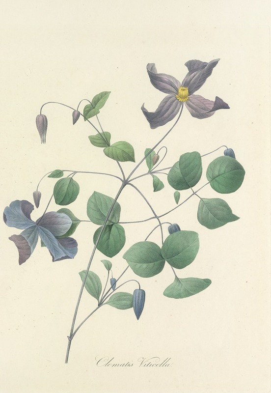 Choix des plus belles fleurs pl 025 by Pierre-Joseph Redouté, 1827 — digital art print download