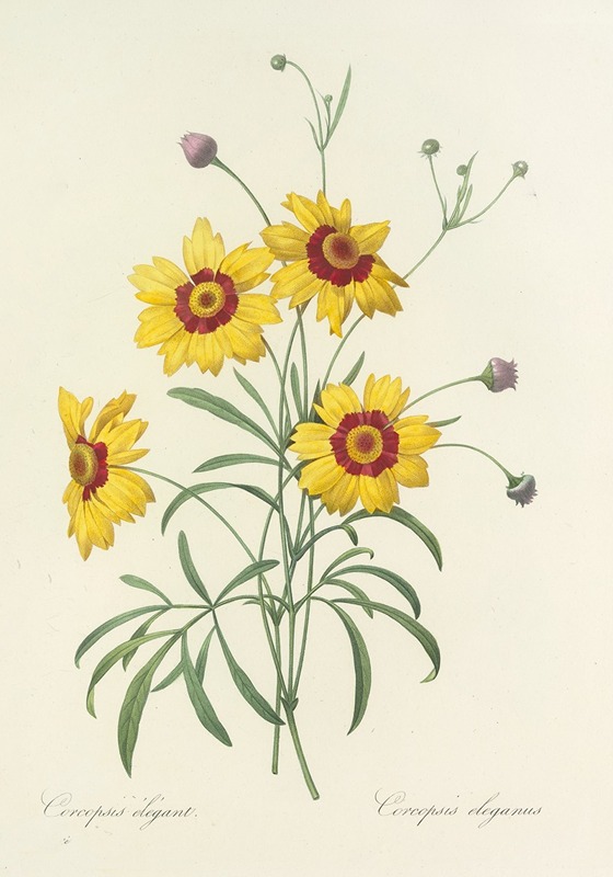 Choix des plus belles fleurs pl 026 by Pierre-Joseph Redouté, 1827 — digital art print download