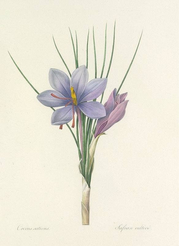 Choix des plus belles fleurs pl 028 by Pierre-Joseph Redouté, 1827 — digital art print download