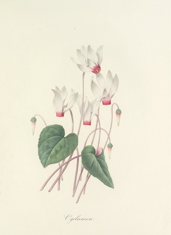 Choix des plus belles fleurs pl 029 by Pierre-Joseph Redouté, 1827 — digital art print download