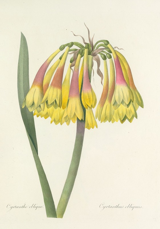Choix des plus belles fleurs pl 030 by Pierre-Joseph Redouté, 1827 — digital art print download