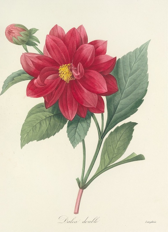 Choix des plus belles fleurs pl 032 by Pierre-Joseph Redouté, 1827 — digital art print download