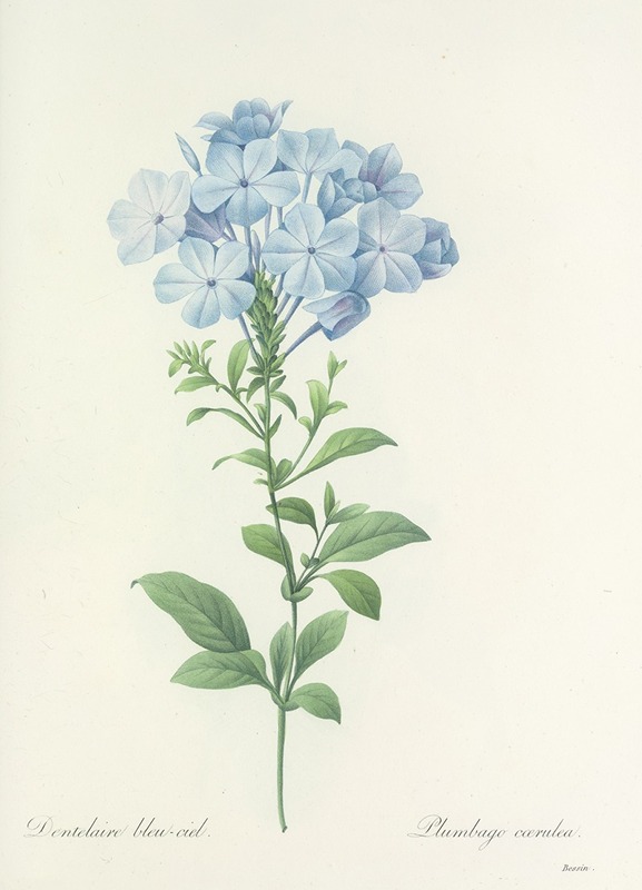 Choix des plus belles fleurs pl 034 by Pierre-Joseph Redouté, 1827 — digital art print download