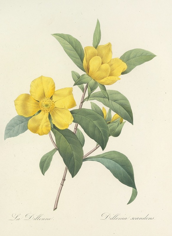 Choix des plus belles fleurs pl 035 by Pierre-Joseph Redouté, 1827 — digital art print download