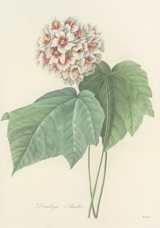 Choix des plus belles fleurs pl 036 by Pierre-Joseph Redouté, 1827 — digital art print download