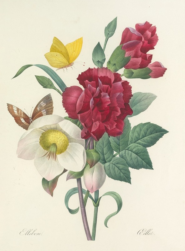 Choix des plus belles fleurs pl 037 by Pierre-Joseph Redouté, 1827 — digital art print download
