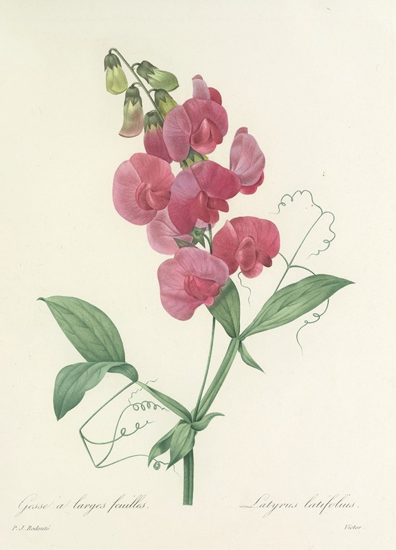 Choix des plus belles fleurs pl 038 by Pierre-Joseph Redouté, 1827 — digital art print download
