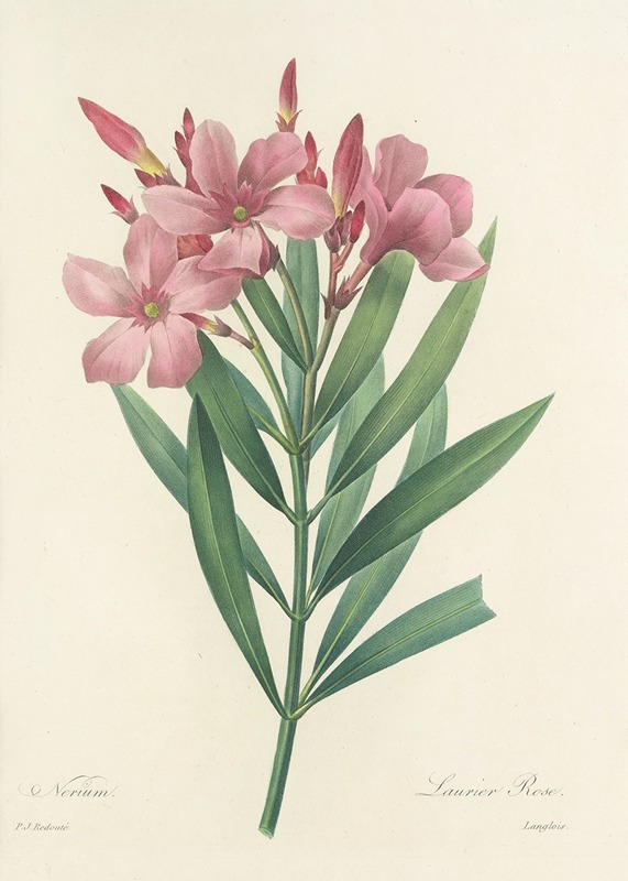Choix des plus belles fleurs pl 040 by Pierre-Joseph Redouté, 1827 — digital art print download