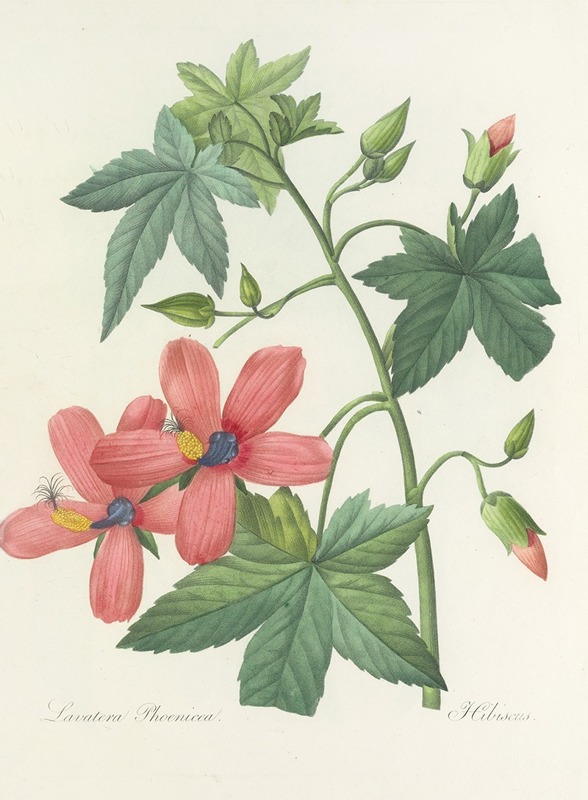 Choix des plus belles fleurs pl 041 by Pierre-Joseph Redouté, 1827 — digital art print download