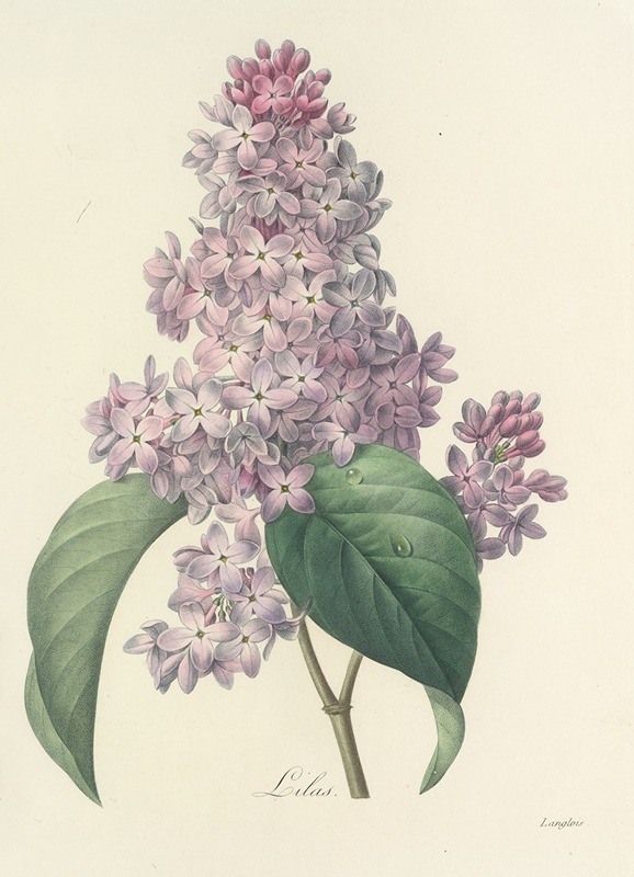 Choix des plus belles fleurs pl 042 by Pierre-Joseph Redouté, 1827 — digital art print download