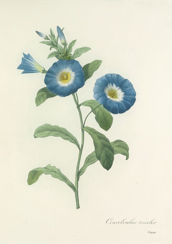 Choix des plus belles fleurs pl 043 by Pierre-Joseph Redouté, 1827 — digital art print download
