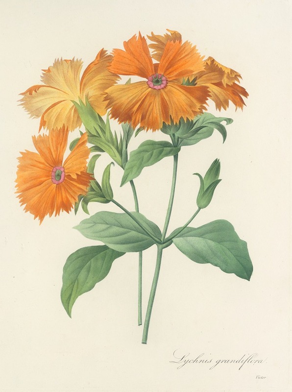 Choix des plus belles fleurs pl 044 by Pierre-Joseph Redouté, 1827 — digital art print download