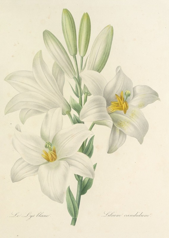 Choix des plus belles fleurs pl 045 by Pierre-Joseph Redouté, 1827 — digital art print download