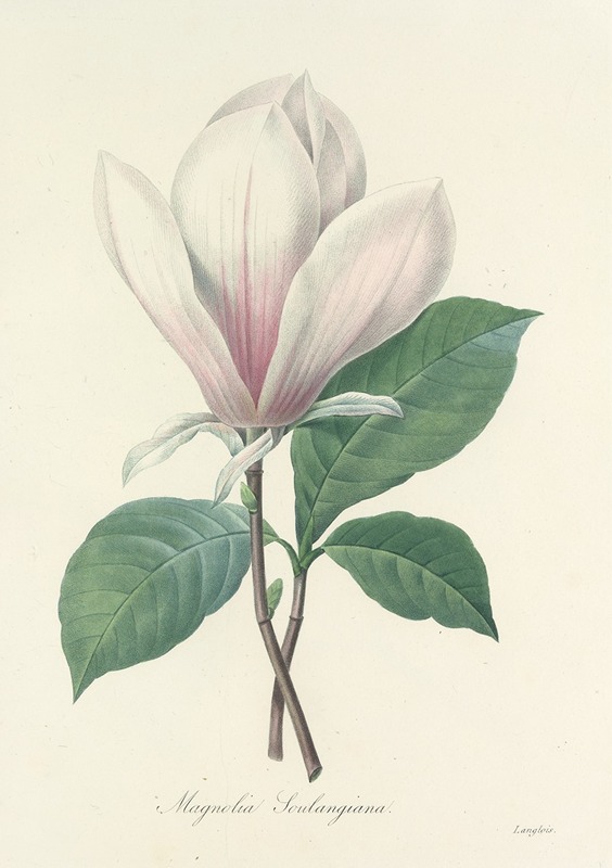 Choix des plus belles fleurs pl 046 by Pierre-Joseph Redouté, 1827 — digital art print download