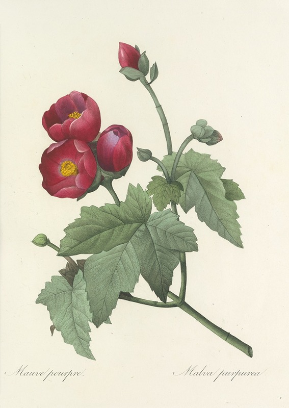 Choix des plus belles fleurs pl 047 by Pierre-Joseph Redouté, 1827 — digital art print download