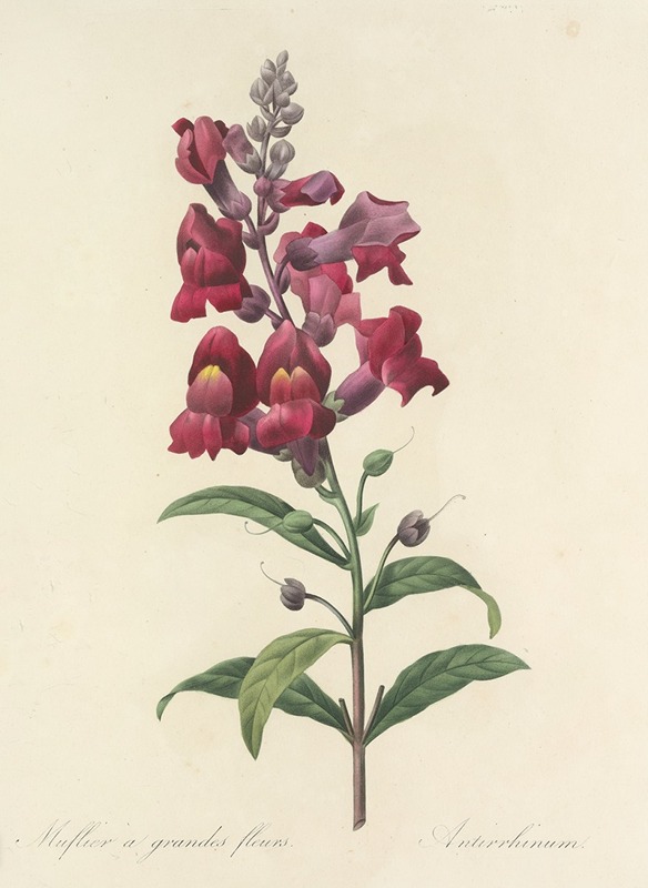 Choix des plus belles fleurs pl 049 by Pierre-Joseph Redouté, 1827 — digital art print download
