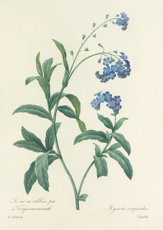 Choix des plus belles fleurs pl 050 by Pierre-Joseph Redouté, 1827 — digital art print download