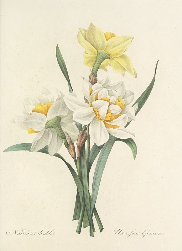 Choix des plus belles fleurs pl 051 by Pierre-Joseph Redouté, 1827 — digital art print download