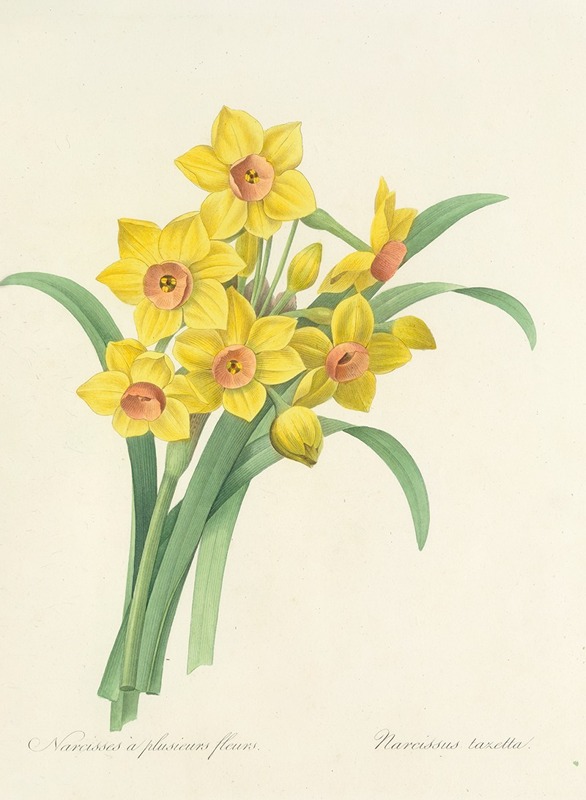 Choix des plus belles fleurs pl 052 by Pierre-Joseph Redouté, 1827 — digital art print download