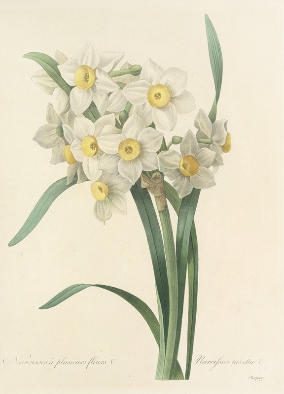 Choix des plus belles fleurs pl 053 by Pierre-Joseph Redouté, 1827 — digital art print download