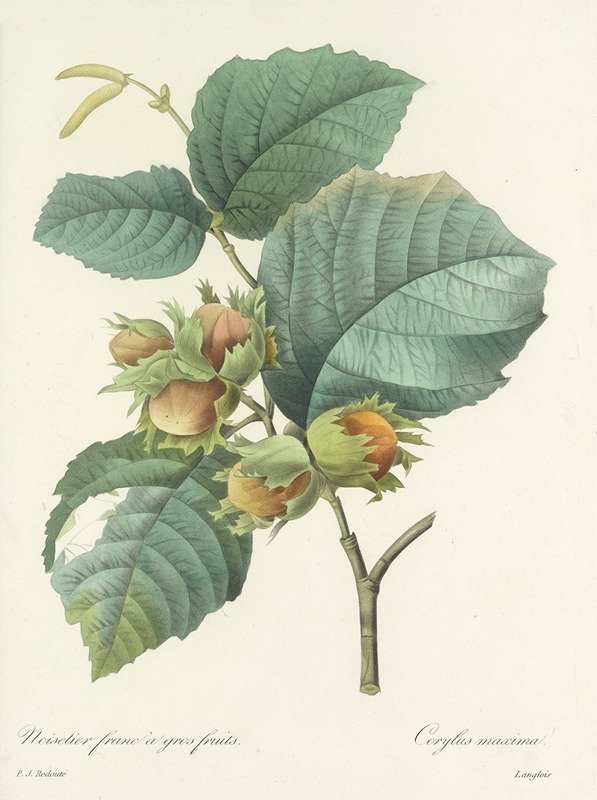 Choix des plus belles fleurs pl 054 by Pierre-Joseph Redouté, 1827 — digital art print download