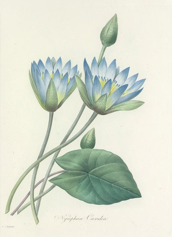 Choix des plus belles fleurs pl 055 by Pierre-Joseph Redouté, 1827 — digital art print download
