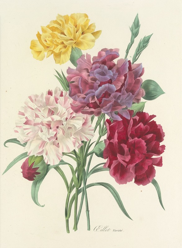 Choix des plus belles fleurs pl 057 by Pierre-Joseph Redouté, 1827 — digital art print download