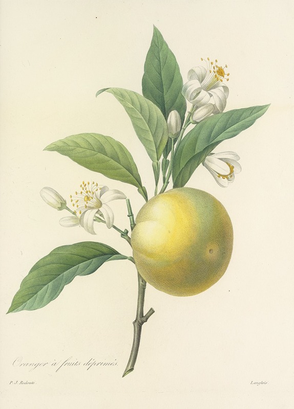 Choix des plus belles fleurs pl 058 by Pierre-Joseph Redouté, 1827 — digital art print download