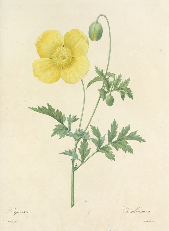 Choix des plus belles fleurs pl 060 by Pierre-Joseph Redouté, 1827 — digital art print download