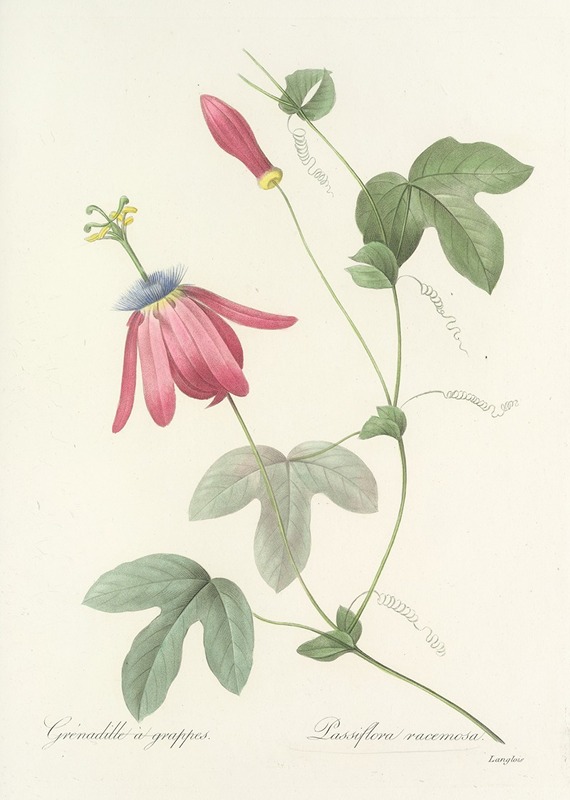 Choix des plus belles fleurs pl 062 by Pierre-Joseph Redouté, 1827 — digital art print download
