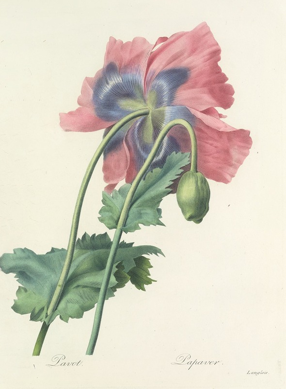 Choix des plus belles fleurs pl 063 by Pierre-Joseph Redouté, 1827 — digital art print download