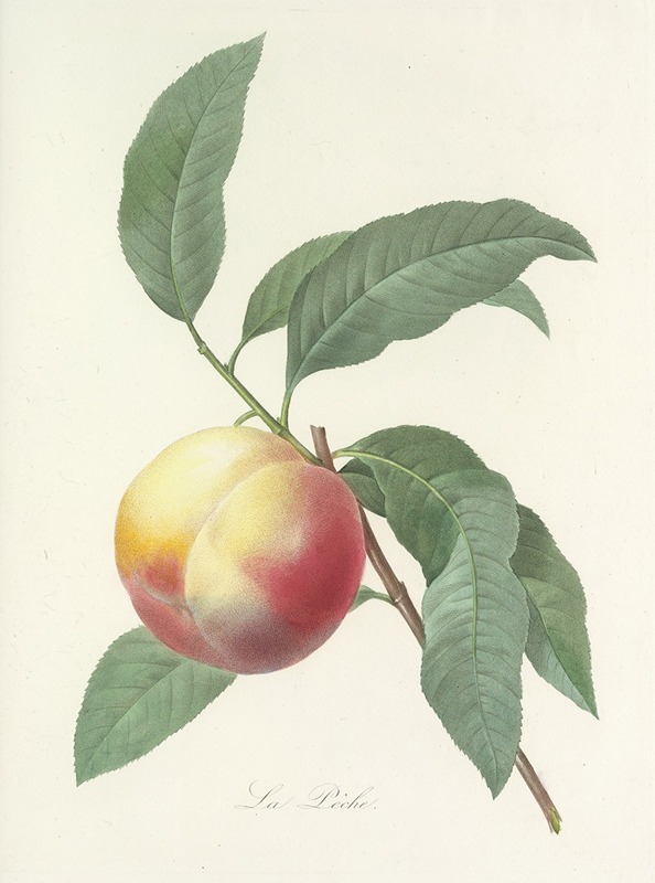Choix des plus belles fleurs pl 064 by Pierre-Joseph Redouté, 1827 — digital art print download