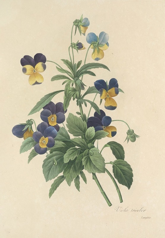 Choix des plus belles fleurs pl 066 by Pierre-Joseph Redouté, 1827 — digital art print download