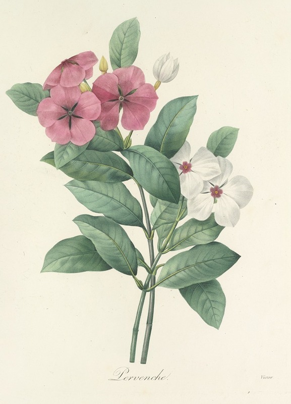 Choix des plus belles fleurs pl 068 by Pierre-Joseph Redouté, 1827 — digital art print download