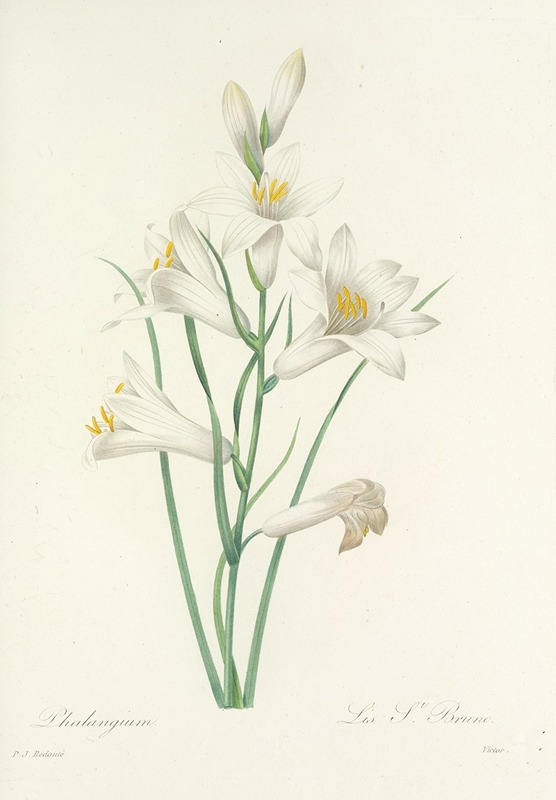 Choix des plus belles fleurs pl 069 by Pierre-Joseph Redouté, 1827 — digital art print download