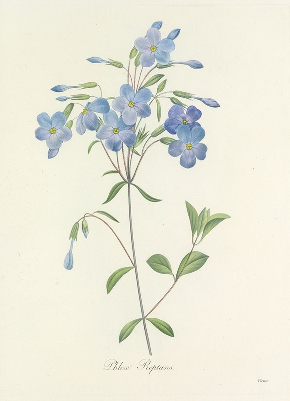 Choix des plus belles fleurs pl 070 by Pierre-Joseph Redouté, 1827 — digital art print download