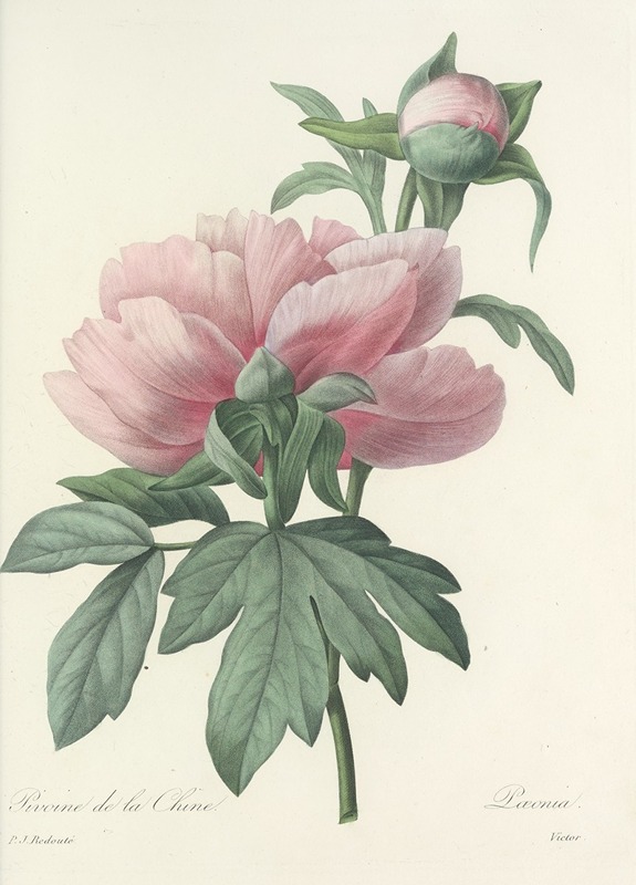 Choix des plus belles fleurs pl 071 by Pierre-Joseph Redouté, 1827 — digital art print download