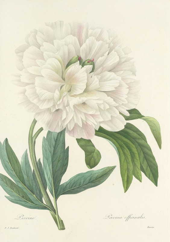 Choix des plus belles fleurs pl 072 by Pierre-Joseph Redouté, 1827 — digital art print download