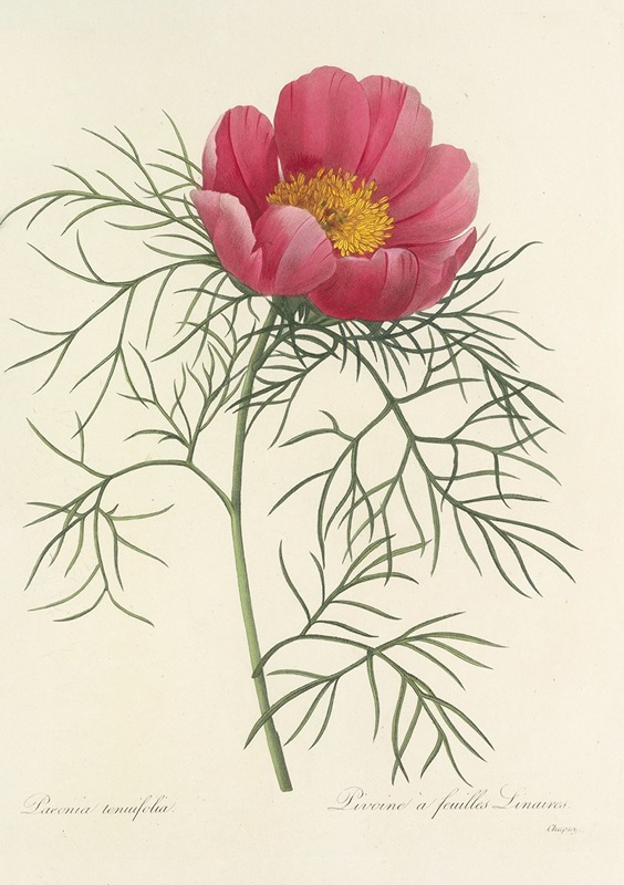 Choix des plus belles fleurs pl 073 by Pierre-Joseph Redouté, 1827 — digital art print download