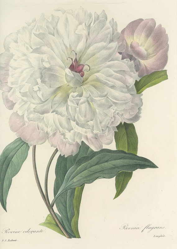 Choix des plus belles fleurs pl 074 by Pierre-Joseph Redouté, 1827 — digital art print download