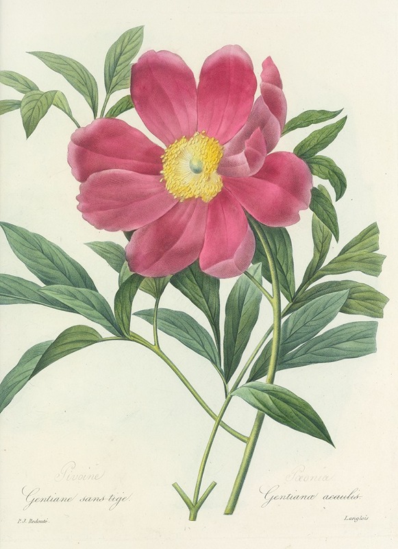 Choix des plus belles fleurs pl 075 by Pierre-Joseph Redouté, 1827 — digital art print download