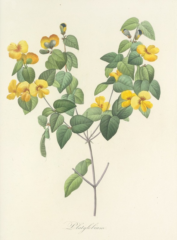 Choix des plus belles fleurs pl 076 by Pierre-Joseph Redouté, 1827 — digital art print download