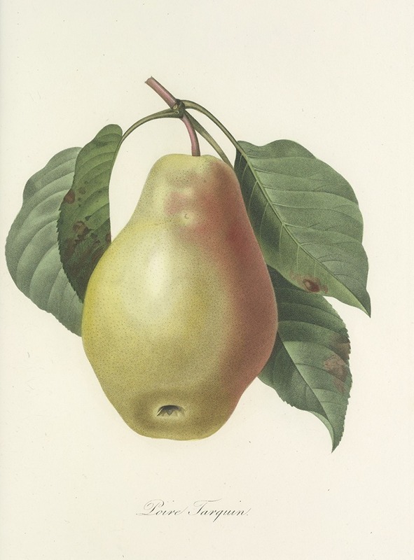 Choix des plus belles fleurs pl 078 by Pierre-Joseph Redouté, 1827 — digital art print download